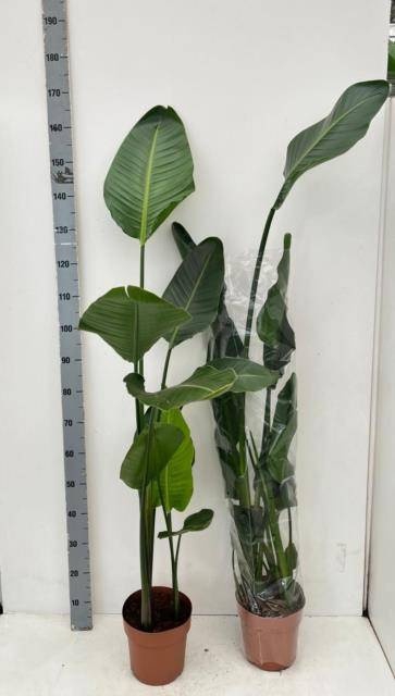 <h4>STRELITZIA NICOLAI</h4>