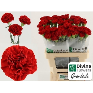 Dianthus ST 'Grandsole'