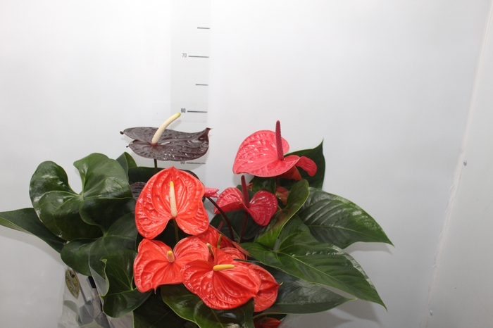 <h4>ANTHURIUM VARIADO P17 PREMIUM</h4>