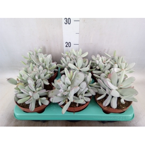 Cotyledon orbic. 'Picco Coins'