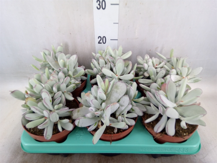 <h4>Cotyledon orbic. 'Picco Coins'</h4>