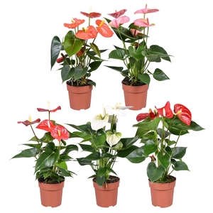 Anthurium ''Just perfection®'' XL-Flowers mix