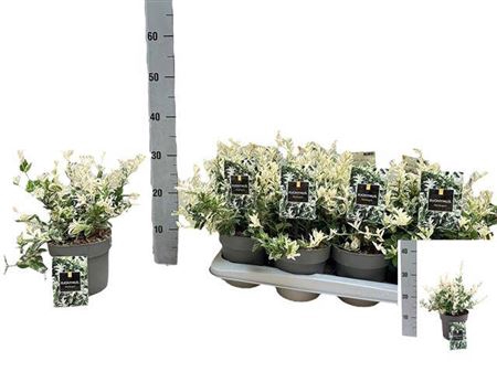 <h4>Euonymus Fo Harlequi</h4>