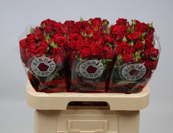 <h4>R TR MIRABEL</h4>