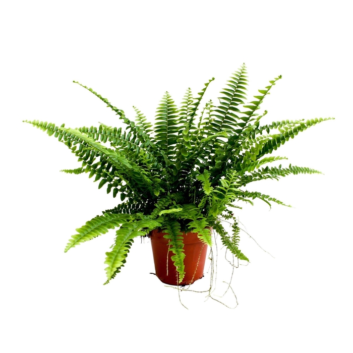 <h4>Nephrolepis Green Lady MET hoes</h4>