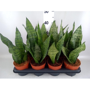 Sansevieria zeylanica