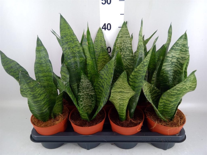 <h4>Sansevieria zeylanica</h4>