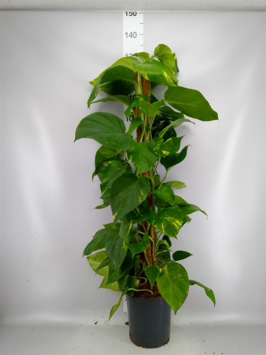 <h4>Epipremnum pinn. ...moss stick</h4>