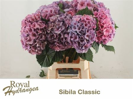 <h4>Hydr M Sibilla Cl Rd</h4>