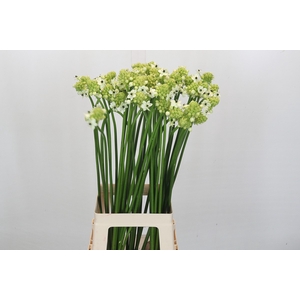 Ornithogalum Saundersiae