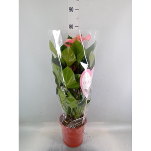 Anthurium  'Summer Love Imp'