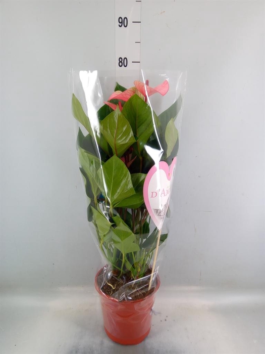 <h4>Anthurium  'Summer Love Imp'</h4>