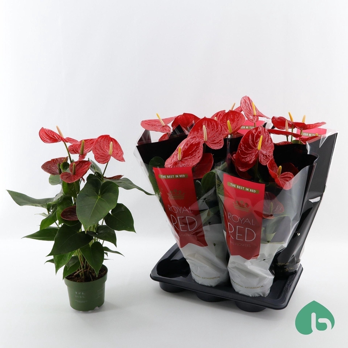 <h4>Anthurium Andr. Idaho</h4>