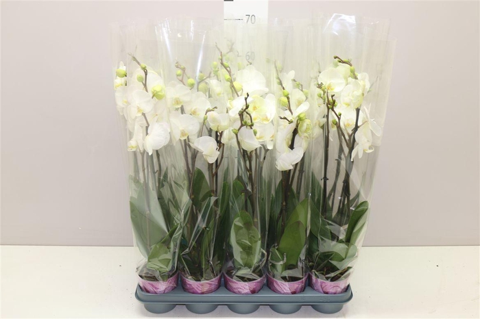 <h4>Phal Wit 2 Tak Basic</h4>