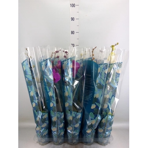 Phalaenopsis   ...mix  5