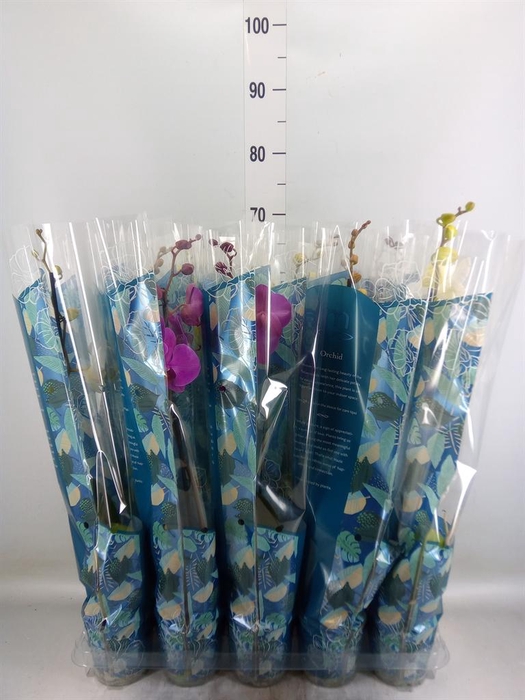 <h4>Phalaenopsis   ...mix  5</h4>