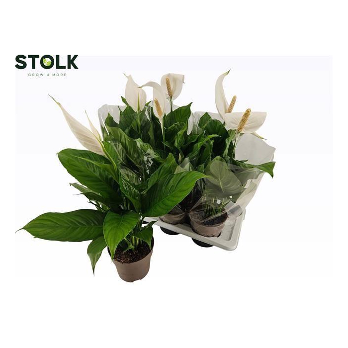 <h4>Spath Sweet Silvio</h4>