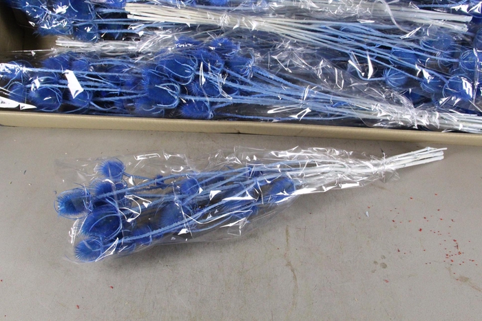 <h4>DF Dipsacus Light Blue Bs 130g</h4>