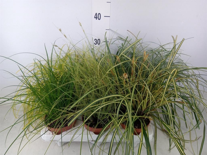 <h4>Carex   ...mix</h4>