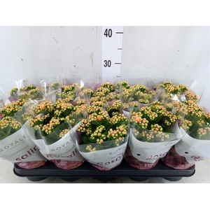 Kalanchoe blos. 'RosDon Feliz'