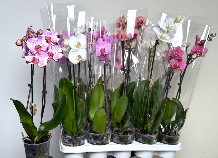 <h4>PHAL GEM 7 KL</h4>