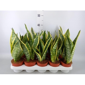 Sansevieria trifa. 'Futura Superba'