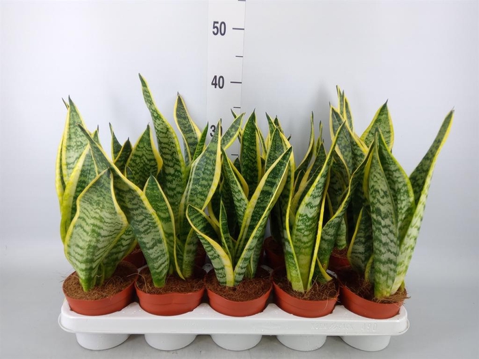 <h4>Sansevieria trifa. 'Futura Superba'</h4>