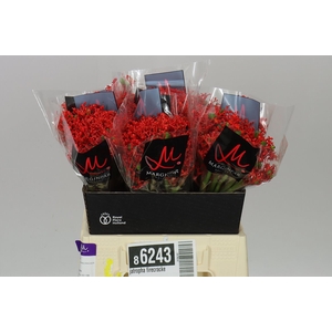 Jatropha Firecracker