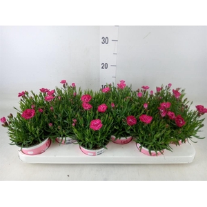 Dianthus  'Diantica Early Love'