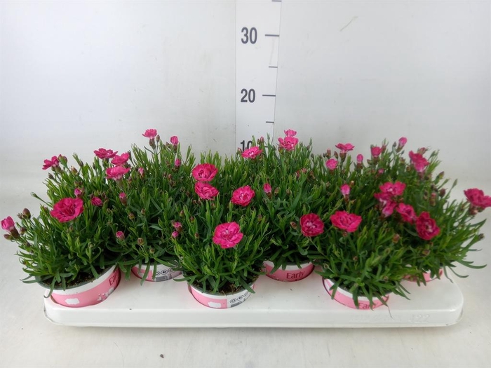<h4>Dianthus 'Diantica Early Love'</h4>