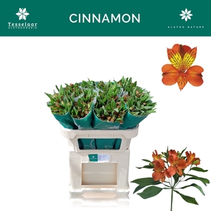 Alstroemeria cinnamon