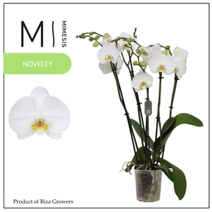 Phalaenopsis Nottingham 5+ spike – 12cm | Mimesis