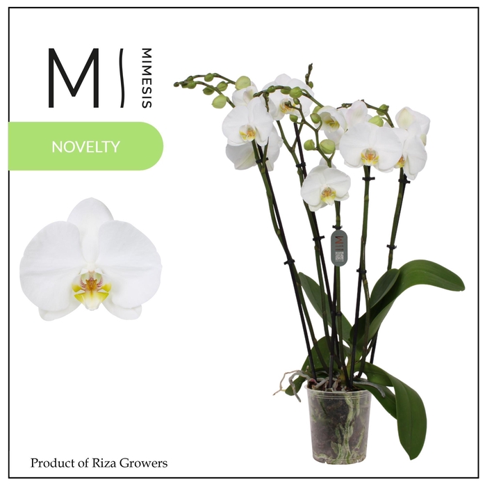 <h4>Mimesis Phal. Nottingham - 5+ spike 12cm</h4>