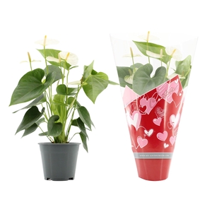 Anthurium 14 cm Cocos in Couture hearts sleeve