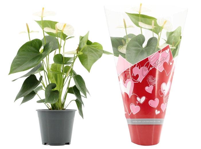 <h4>Anthurium 14 cm Cocos in Couture hearts sleeve</h4>