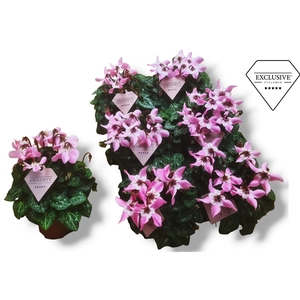 Cyclamen Exclusive® Djix Roze