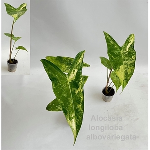 Alocasia longiloba albovariegata 7cm