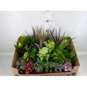 Planten Groen   ...mix 24