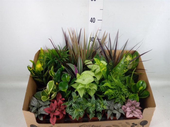 <h4>Planten Groen   ...mix 24</h4>