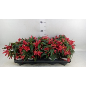 Begonia boliv. 'Beauvilia Red'