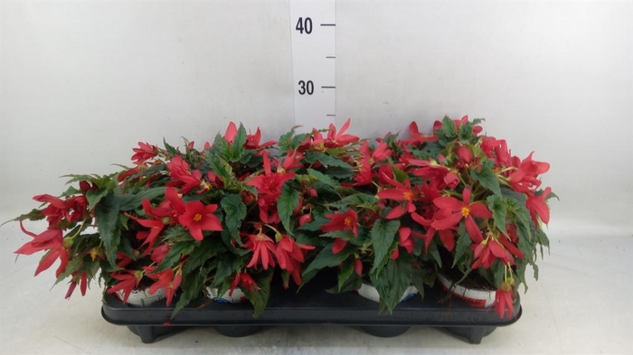 <h4>Begonia boliv. 'Beauvilia Red'</h4>