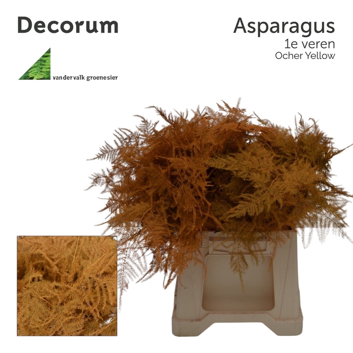 <h4>Asp 1e veren Ocher yellow</h4>
