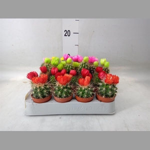 Cactus   ...decorated