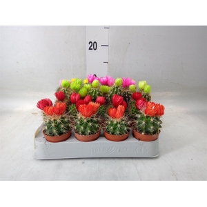 Cactus   ...decorated