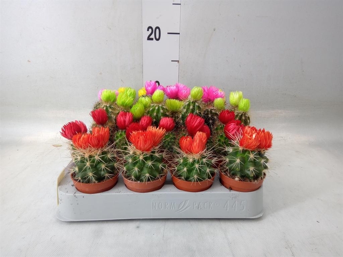 <h4>Cactus   ...decorated</h4>