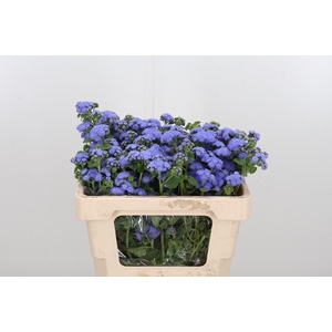 Ager H Blue Planet