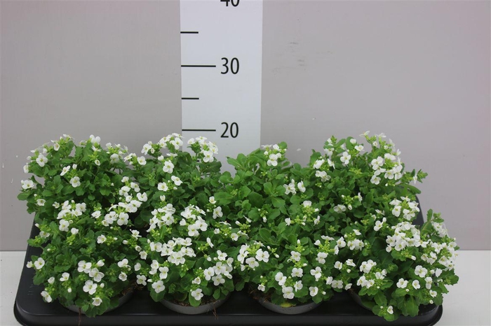 <h4>Arabis Caucasica White</h4>