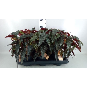 Begonia BD mac. 'Black Forest'