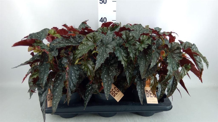 <h4>Begonia BD mac. 'Black Forest'</h4>