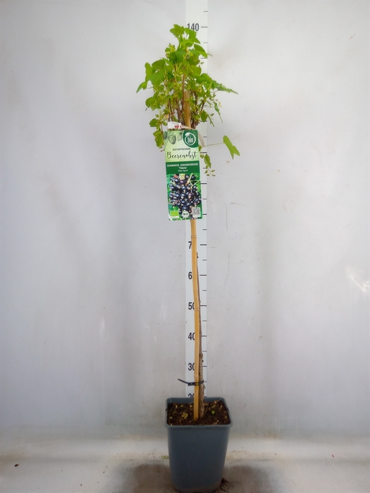 <h4>Ribes nigrum</h4>